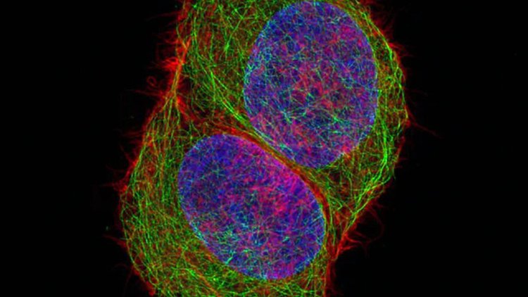 静海共聚焦显微镜