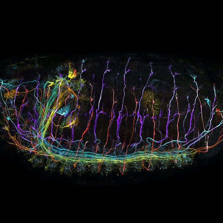 静海共聚焦显微镜