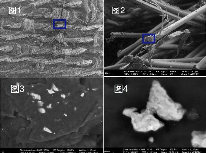 静海蔡司静海扫描电镜